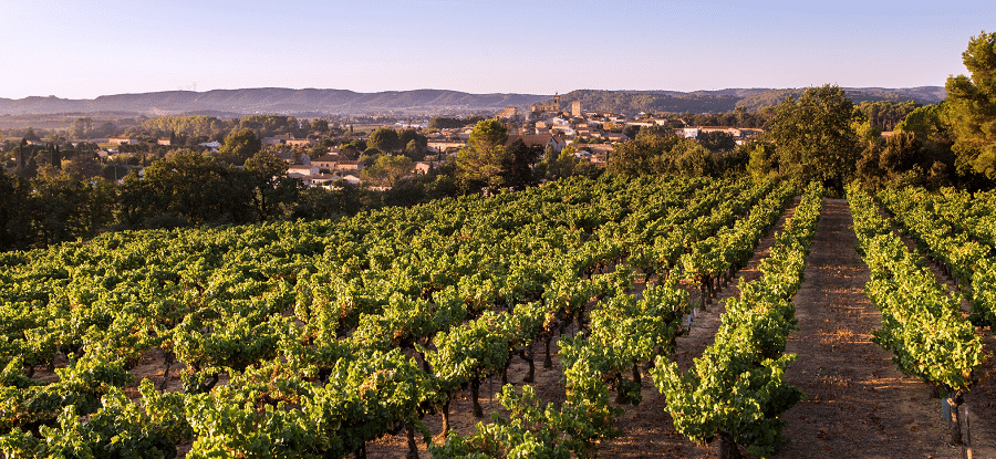 Viticulture : Tailler tard pour mieux vivre avec le court noué?