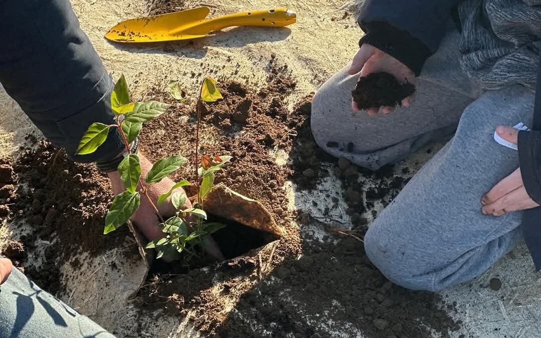  [CDRV Orsan] Planter des arbres avec Maison Sinnae