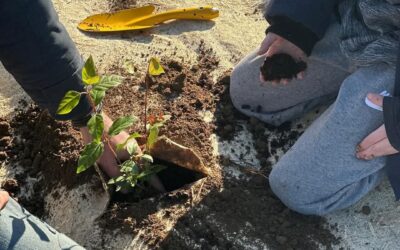  [CDRV Orsan] Planter des arbres avec Maison Sinnae
