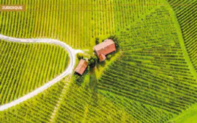 Vitilience : un programme concret pour adapter le vignoble au changement climatique