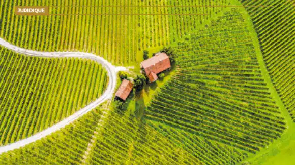 Vitilience : un programme concret pour adapter le vignoble au changement climatique