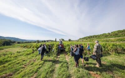 L’emploi de saisonniers dans la viticulture :ce qu’il faut savoir