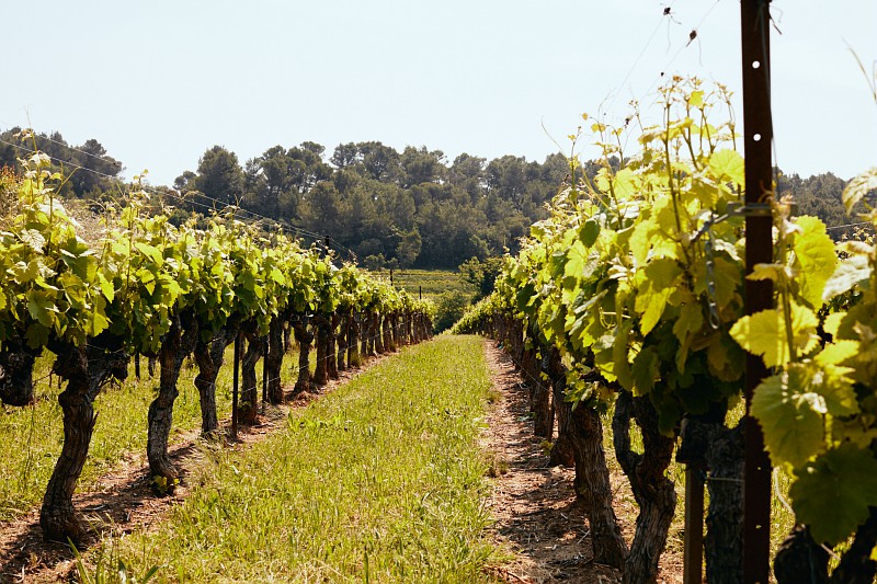 Optimiser ses coûts au vignoble : quelques leviers d’intervention