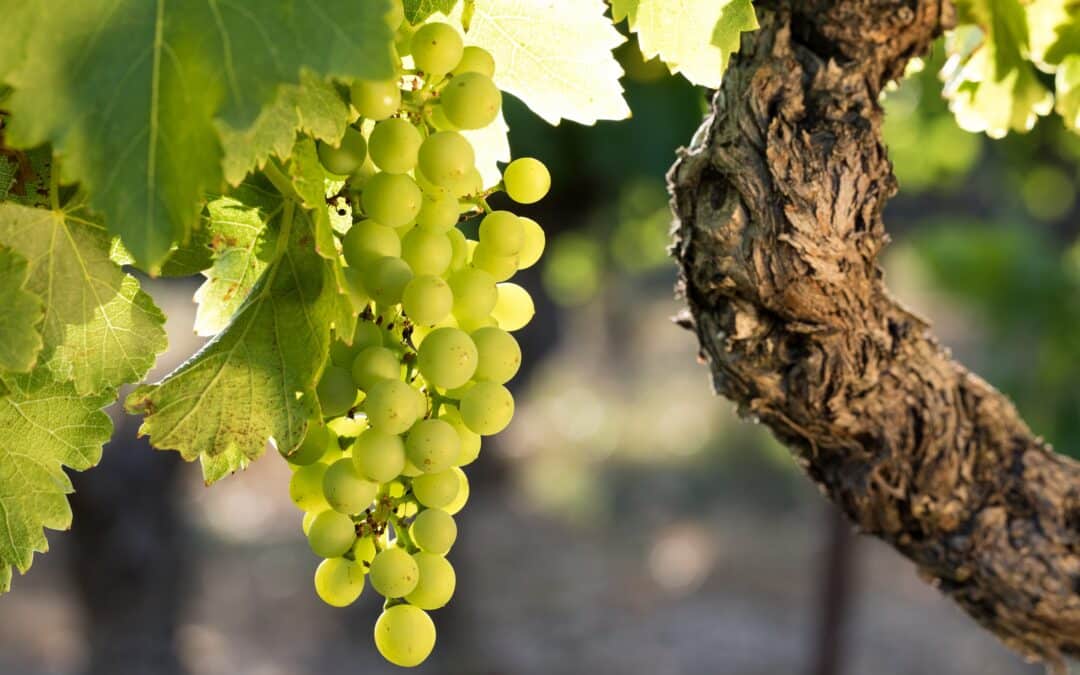 Déclaration de récolte : les conseils pratiques